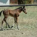 Wimpy Sparkles x Dirty Dancing Diva filly owned by Shevin Haverty