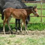 Wimpy Sparkles x Dirty Dancing Diva filly owned by Shevin Haverty